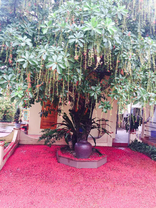 Hoa lộc vừng rụng đỏ sân, dân mạng thi nhau khoe ảnh amp;#34;quét hoa nghệ thuậtamp;#34; - 18