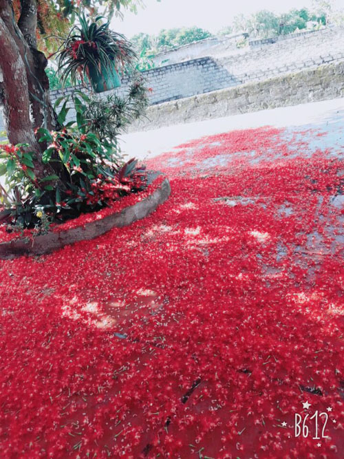 Hoa lộc vừng rụng đỏ sân, dân mạng thi nhau khoe ảnh amp;#34;quét hoa nghệ thuậtamp;#34; - 16