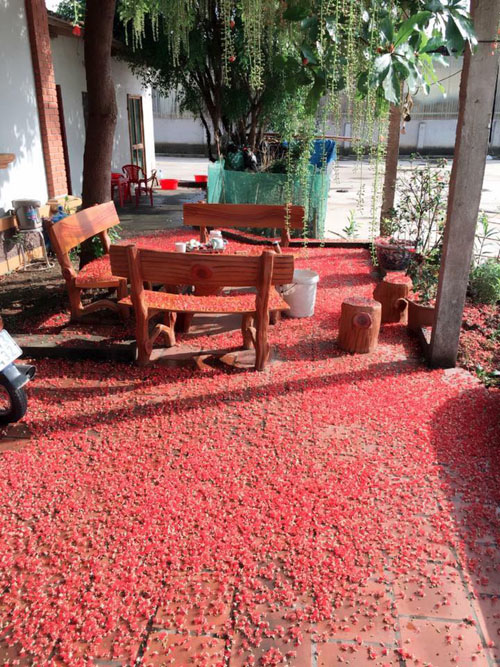 Hoa lộc vừng rụng đỏ sân, dân mạng thi nhau khoe ảnh amp;#34;quét hoa nghệ thuậtamp;#34; - 14