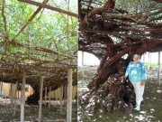 Nhà đẹp - Cây hoa hồng nhận kỉ lục Guinness thế giới vì... to lớn như cây cổ thụ