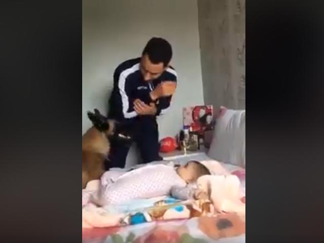 Chú chó một lòng bảo vệ em bé trước những đòn hăm dọa ... vờ vịt từ bố