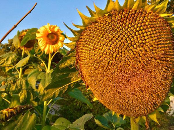 Không ham nhà cao cửa rộng, hai amp;#34;trai đẹpamp;#34; về quê trồng rau nuôi gà, chị em nhìn phát ghen - 14