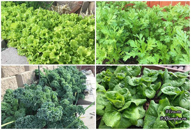 Ngưỡng mộ ông chồng đảm dành 2 tháng tự bốc gạch, xây vườn bậc thang cho vợ trồng hoa - 18