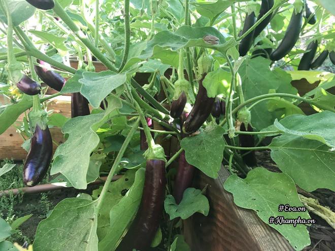 Ngưỡng mộ ông chồng đảm dành 2 tháng tự bốc gạch, xây vườn bậc thang cho vợ trồng hoa - 17