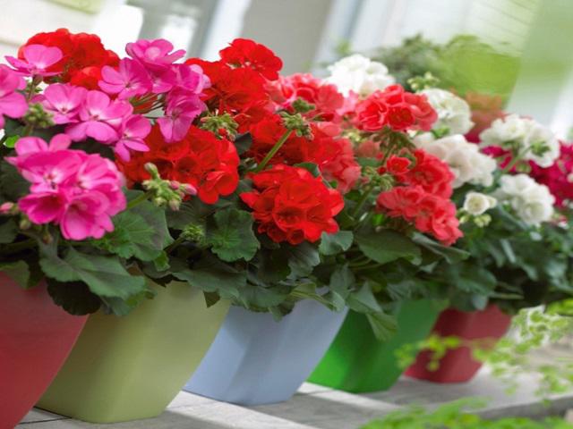 5 loại hoa vừa đẹp lại có công dụng đuổi muỗi xuất sắc nên trồng ngay trong nhà