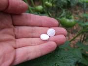 Nhà đẹp - Vô tình "đánh rơi" thuốc Aspirin xuống vườn, vài tuần sau cô gái bất ngờ vì rau lên tốt ngập