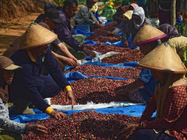 Giá nông sản hôm nay 5/4: Giá cà phê vượt lên trên 37 triệu/tấn, giá tiêu vẫn đi ngang