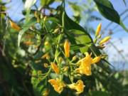 Tin trong nước - Gặp lại tình cũ, mải “tâm sự” bị người thân phát hiện, cả hai ăn lá ngón tự tử