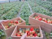 Xem ăn chơi - Lên Đà Lạt một ngày làm nông dân thu hoạch dâu tây