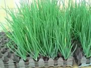 Nhà đẹp - 3 cách trồng hành lá tại nhà không cần đất hay chậu, cực nhanh lại nhàn ăn mãi chẳng hết