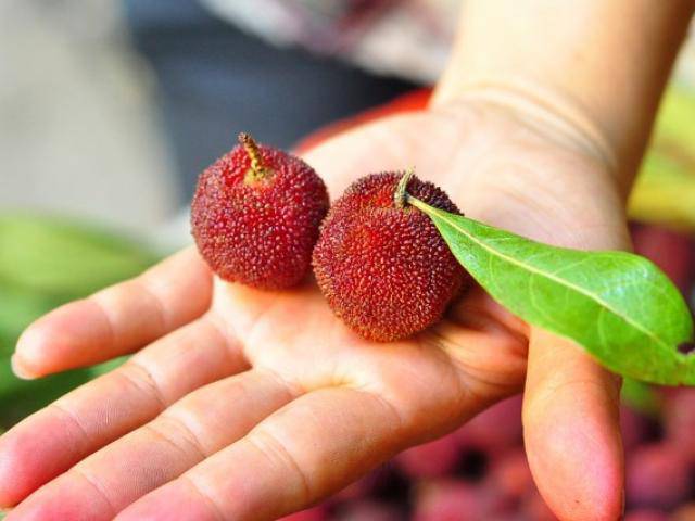 Thứ quả ngày hè chị em thi nhau mua về ngâm nước uống hóa ra lại tuyệt diệu đến vậy