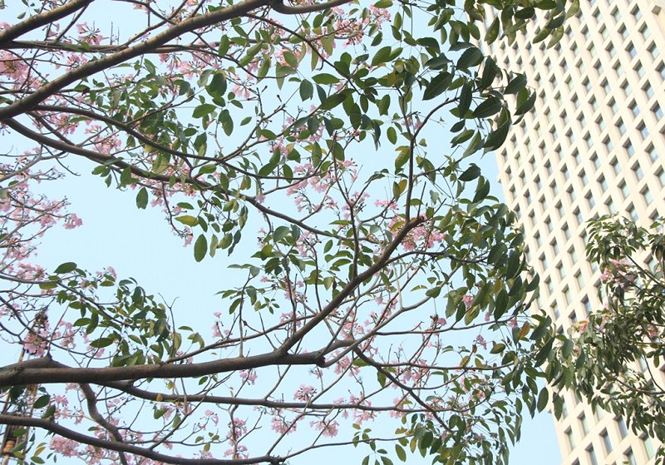 Hoa kèn hồng rực rỡ khoe sắc giữa lòng Sài Gòn amp;#34;đốn timamp;#34; du khách - 1