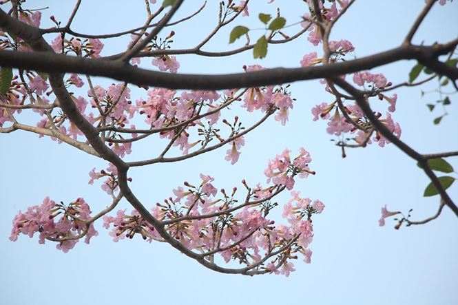 Hoa kèn hồng rực rỡ khoe sắc giữa lòng Sài Gòn amp;#34;đốn timamp;#34; du khách - 2