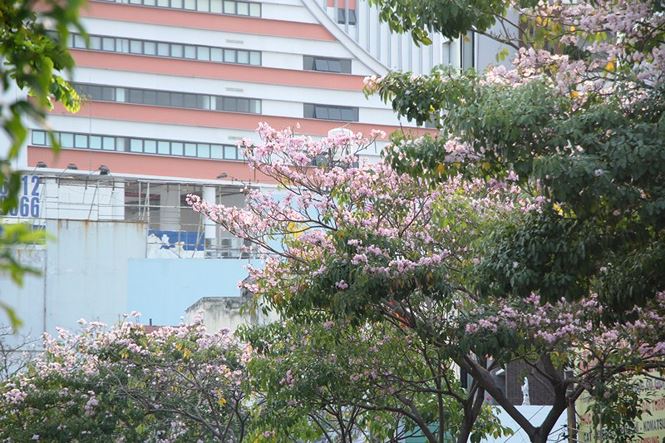 Hoa kèn hồng rực rỡ khoe sắc giữa lòng Sài Gòn amp;#34;đốn timamp;#34; du khách - 3