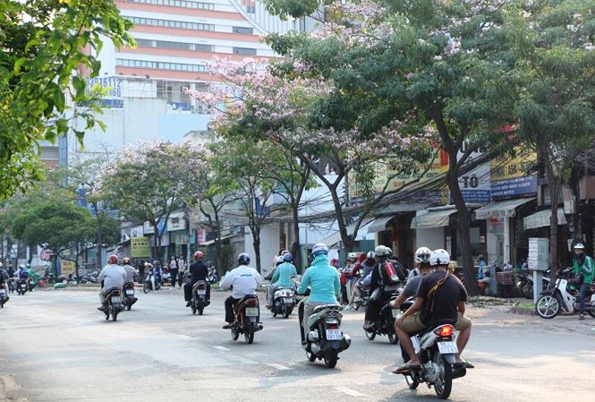 Hoa kèn hồng rực rỡ khoe sắc giữa lòng Sài Gòn amp;#34;đốn timamp;#34; du khách - 5
