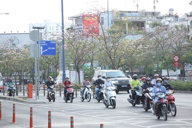 Hoa kèn hồng rực rỡ khoe sắc giữa lòng Sài Gòn amp;#34;đốn timamp;#34; du khách - 6