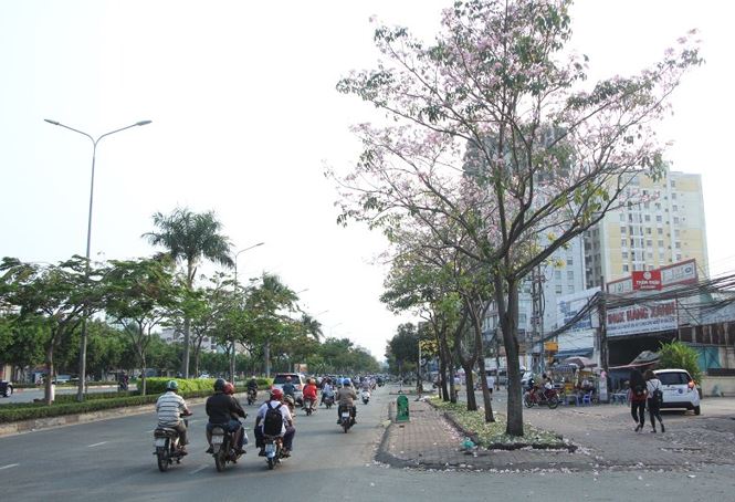 Hoa kèn hồng rực rỡ khoe sắc giữa lòng Sài Gòn amp;#34;đốn timamp;#34; du khách - 4