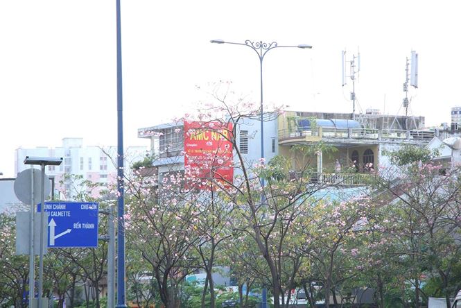 Hoa kèn hồng rực rỡ khoe sắc giữa lòng Sài Gòn amp;#34;đốn timamp;#34; du khách - 7