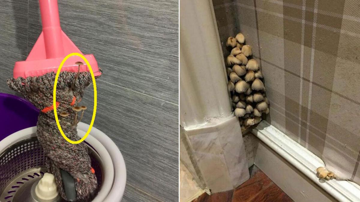 Đây chính là siêu phẩm nấm bonsai hot nhất MXH tuần qua ...