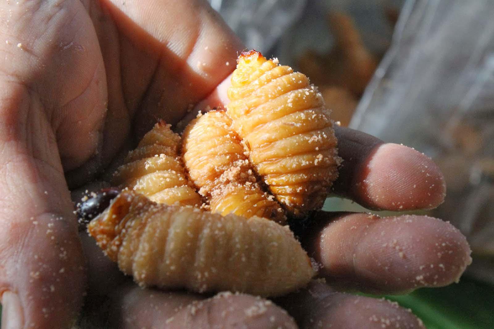 amp;#34;Hoảng hồnamp;#34; với những đặc sản sâu bọ sống bò nhung nhúc từ 3 miền - 2