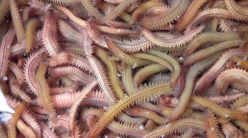 amp;#34;Hoảng hồnamp;#34; với những đặc sản sâu bọ sống bò nhung nhúc từ 3 miền - 3