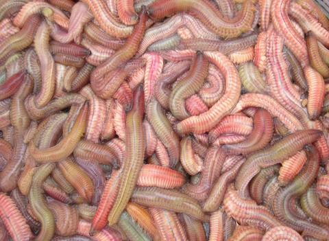 amp;#34;Hoảng hồnamp;#34; với những đặc sản sâu bọ sống bò nhung nhúc từ 3 miền - 4