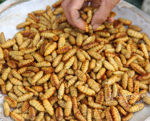 amp;#34;Hoảng hồnamp;#34; với những đặc sản sâu bọ sống bò nhung nhúc từ 3 miền - 5
