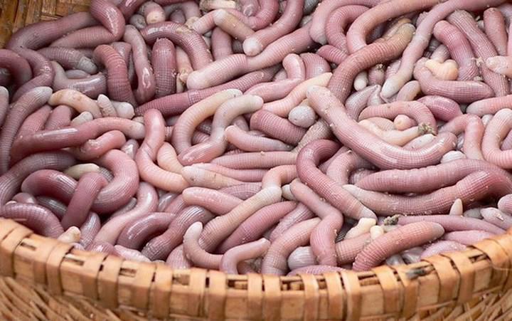 amp;#34;Hoảng hồnamp;#34; với những đặc sản sâu bọ sống bò nhung nhúc từ 3 miền - 9