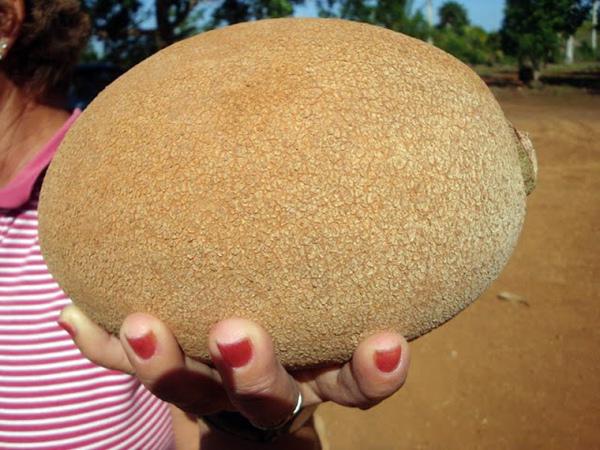 Hồng xiêm ruột đỏ khủng 2kg/quả độc lạ thế nào mà gây sốt ở Thủ đô? - 5