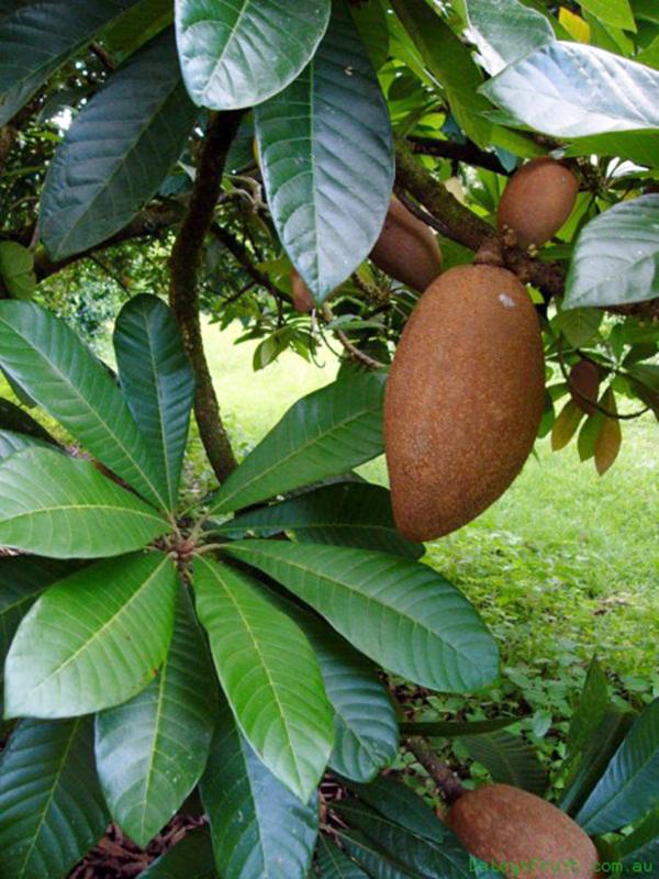 Hồng xiêm ruột đỏ khủng 2kg/quả độc lạ thế nào mà gây sốt ở Thủ đô? - 7