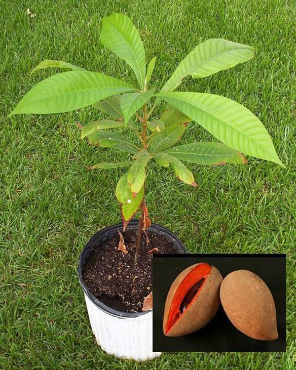 Hồng xiêm ruột đỏ khủng 2kg/quả độc lạ thế nào mà gây sốt ở Thủ đô? - 9