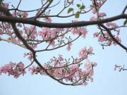 Xem ăn chơi - Hoa kèn hồng rực rỡ khoe sắc giữa lòng Sài Gòn "đốn tim" du khách