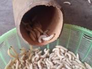 Bếp Eva - "Hoảng hồn" với những đặc sản sâu bọ sống bò nhung nhúc từ 3 miền