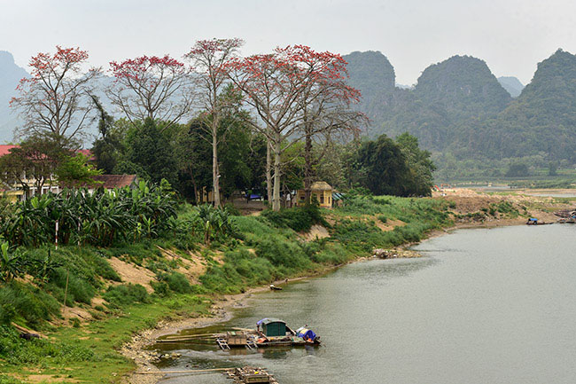 Xao xuyến mùa hoa gạo nở đỏ rực các miền quê - 1