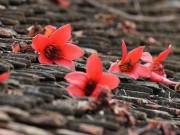 Lifestyle - Xao xuyến mùa hoa gạo nở đỏ rực các miền quê