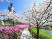 Lifestyle - Đến Nhật Bản khám phá Ibaraki với những địa điểm đi hoài không chán