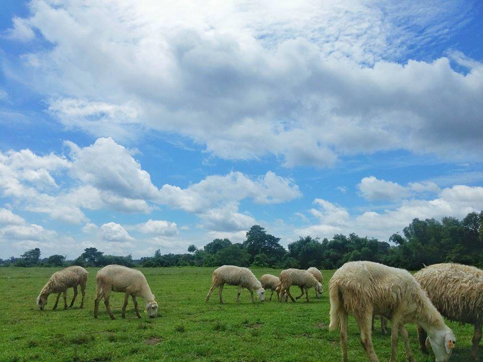 Hè đến rủ nhau về Vũng Tàu thăm đồng cừu bình yên, thơ mộng - 1