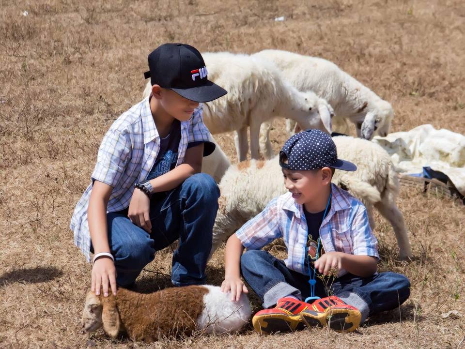 Hè đến rủ nhau về Vũng Tàu thăm đồng cừu bình yên, thơ mộng - 8