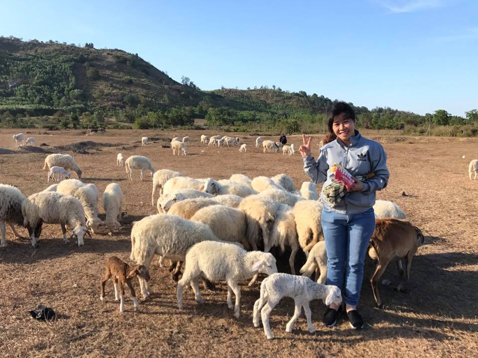 Hè đến rủ nhau về Vũng Tàu thăm đồng cừu bình yên, thơ mộng - 11