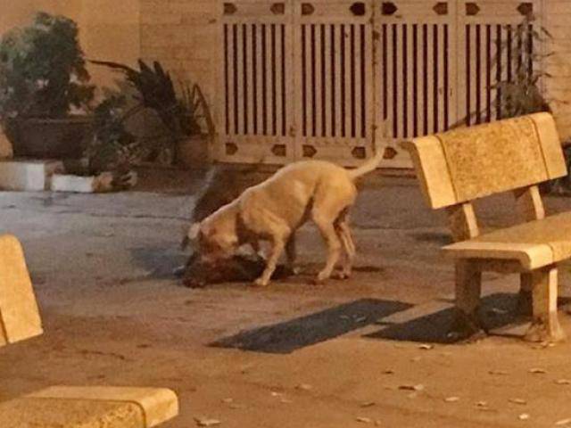 Chó cưng bị 2 con Pitbull cắn xé tới chết, chủ nhân đau đớn đứng nhìn vì…bất lực