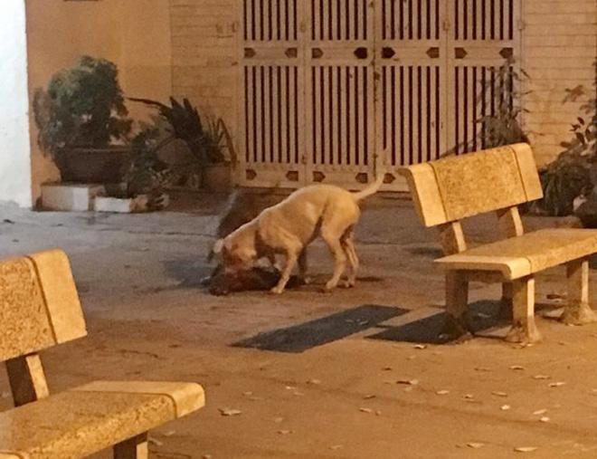 Chó cưng bị 2 con Pitbull cắn xé tới chết, chủ nhân đau đớn đứng nhìn vì…bất lực - 2