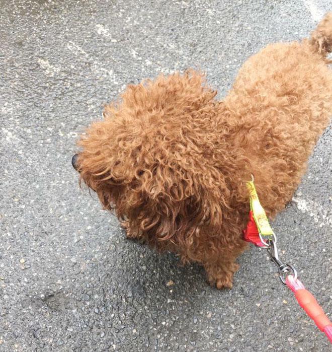 Chó cưng bị 2 con Pitbull cắn xé tới chết, chủ nhân đau đớn đứng nhìn vì…bất lực - 4