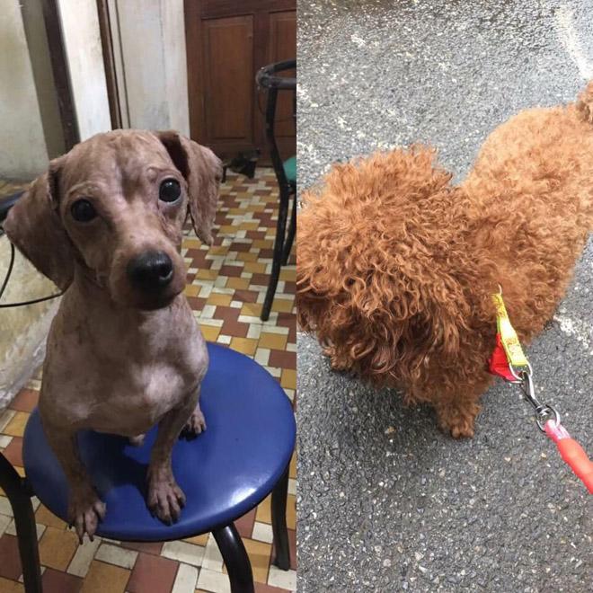 Chó cưng bị 2 con Pitbull cắn xé tới chết, chủ nhân đau đớn đứng nhìn vì…bất lực - 3