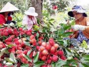 Tiêu dùng - Chôm chôm chính thức có "giấy thông hành" sang New Zealand