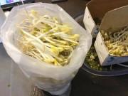 Bếp Eva - Mẹ Việt chia sẻ cách làm giá đỗ béo mập, thẳng tắp ai cũng phải trầm trồ hỏi bí quyết