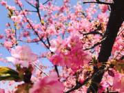 Xem ăn chơi - Giữa tháng 4 đến ngay Nhật Bản để đón đúng mùa 100 loài hoa anh đào nở rộ