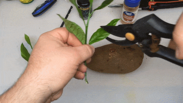 Lạ đời cách trồng cây chanh sai trĩu quả bằng... củ khoai tây, ai cũng muốn học theo - 6