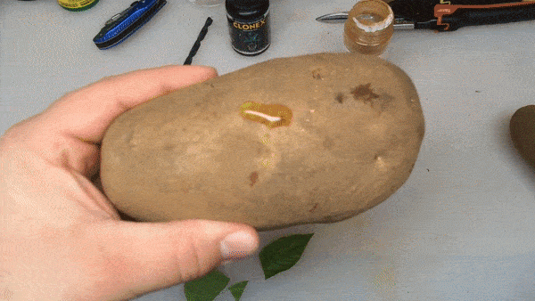 Lạ đời cách trồng cây chanh sai trĩu quả bằng... củ khoai tây, ai cũng muốn học theo - 8