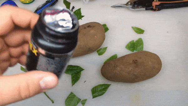 Lạ đời cách trồng cây chanh sai trĩu quả bằng... củ khoai tây, ai cũng muốn học theo - 10