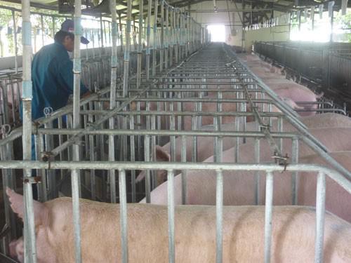 Sau giải cứu, giá heo lại sốt - 1